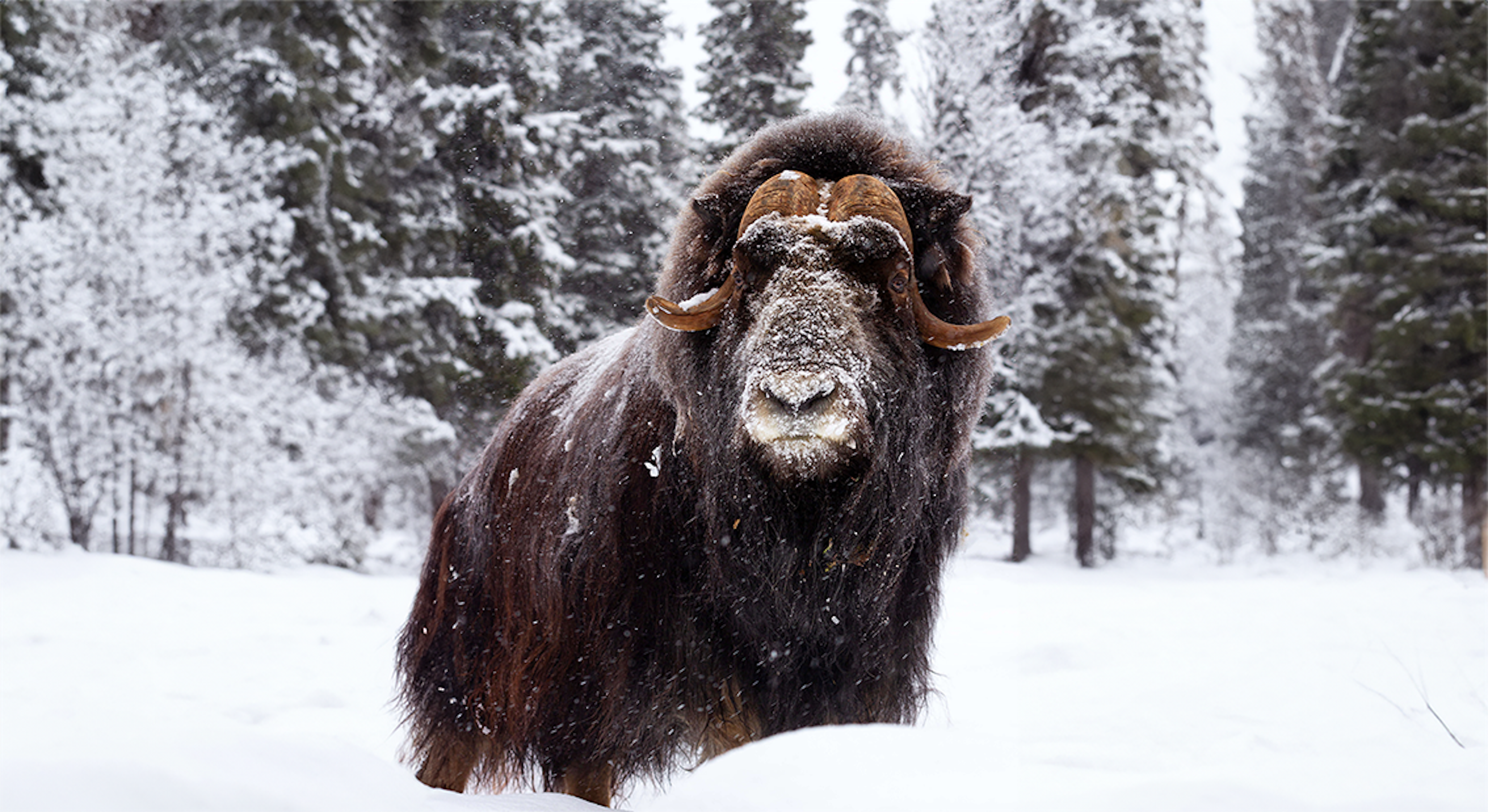 muskox in snow